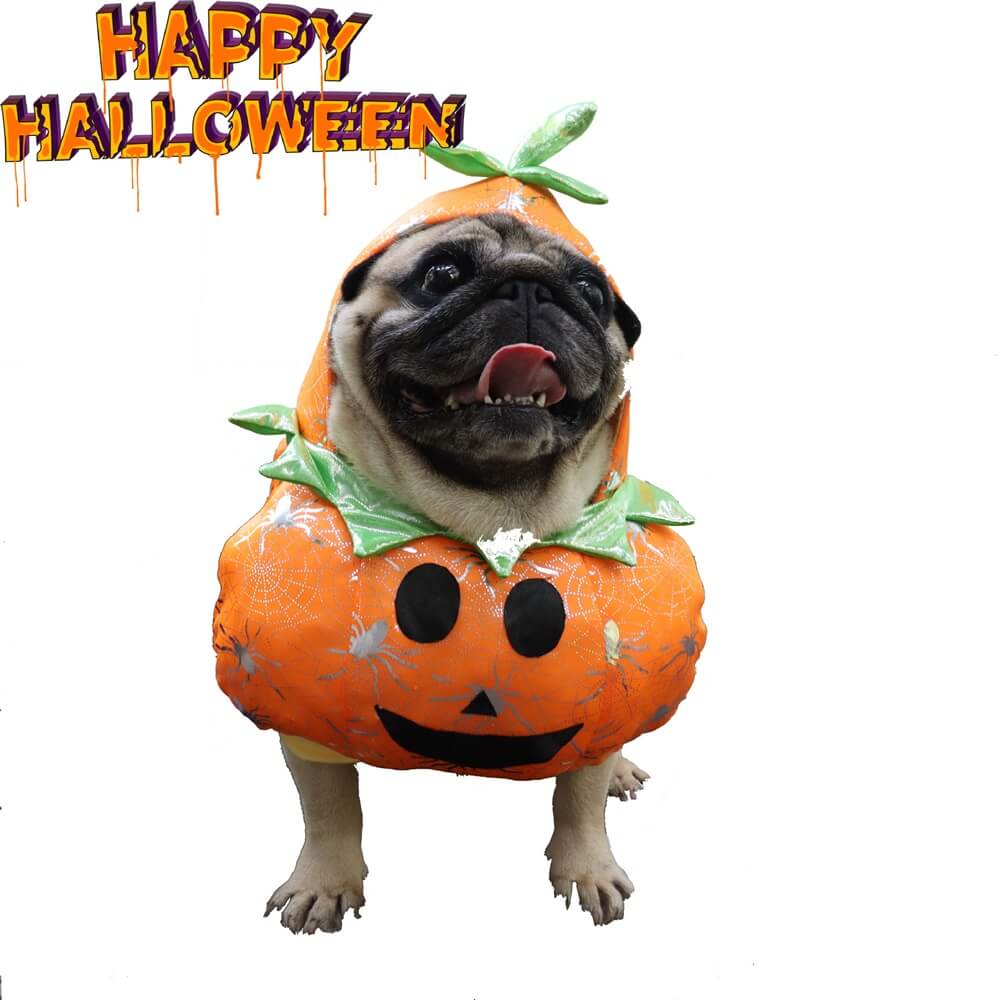 Costume per cani di zucca - divertente e festivo per Halloween