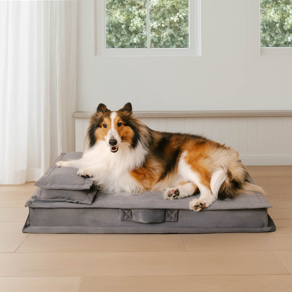 Anti-ansia con spugna supporto per cani da letto profondo