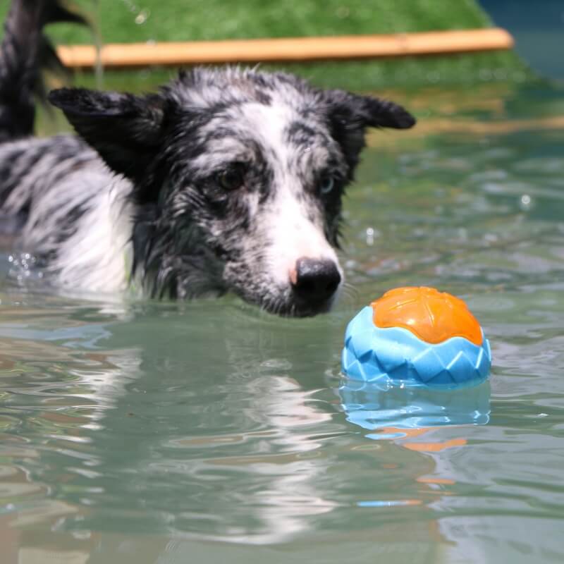 Interaktives Kauspielzeug für Hunde, schwimmendes Wasserspielzeug für den Außenbereich