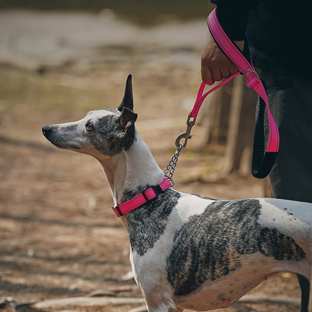 Collar e guinzaglio multifunzionale di cani antipull riflettente