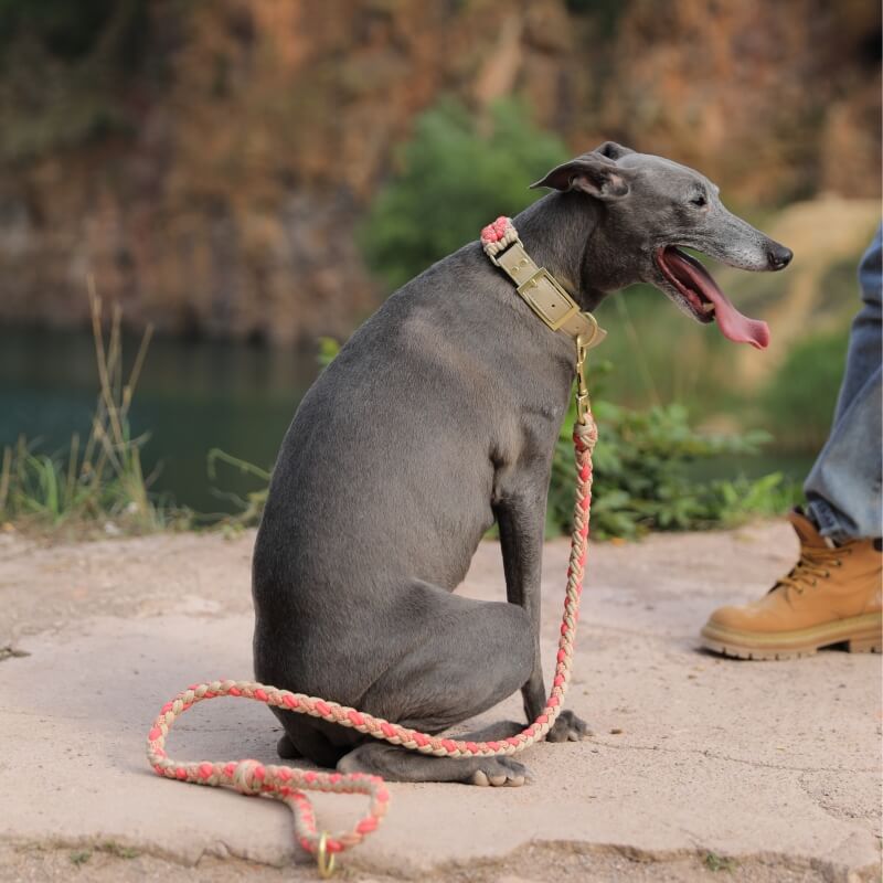 Ensemble collier et laisse pour chien anti-traction multifonctionnel en cuir tissé à la main