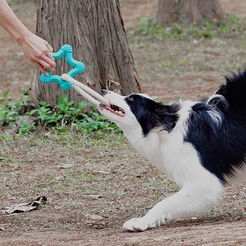 Tomador interactivo de tira y tira de la guerra Toy de goma Chew Toy