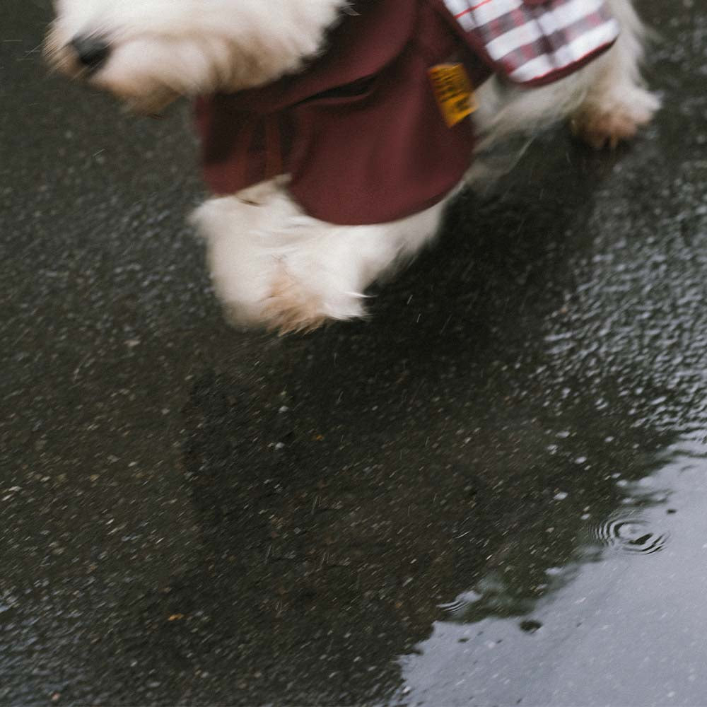 Imperméable réglable à carreaux vintage pour chien - Protection contre les intempéries