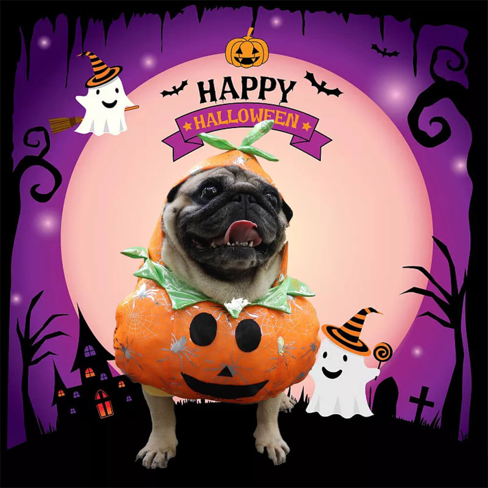 Costume per cani di zucca - divertente e festivo per Halloween