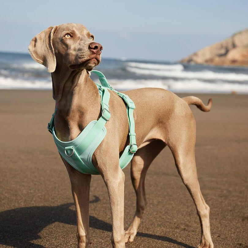 Ensemble de promenade d'accessoires pour chiens Gummy Cool