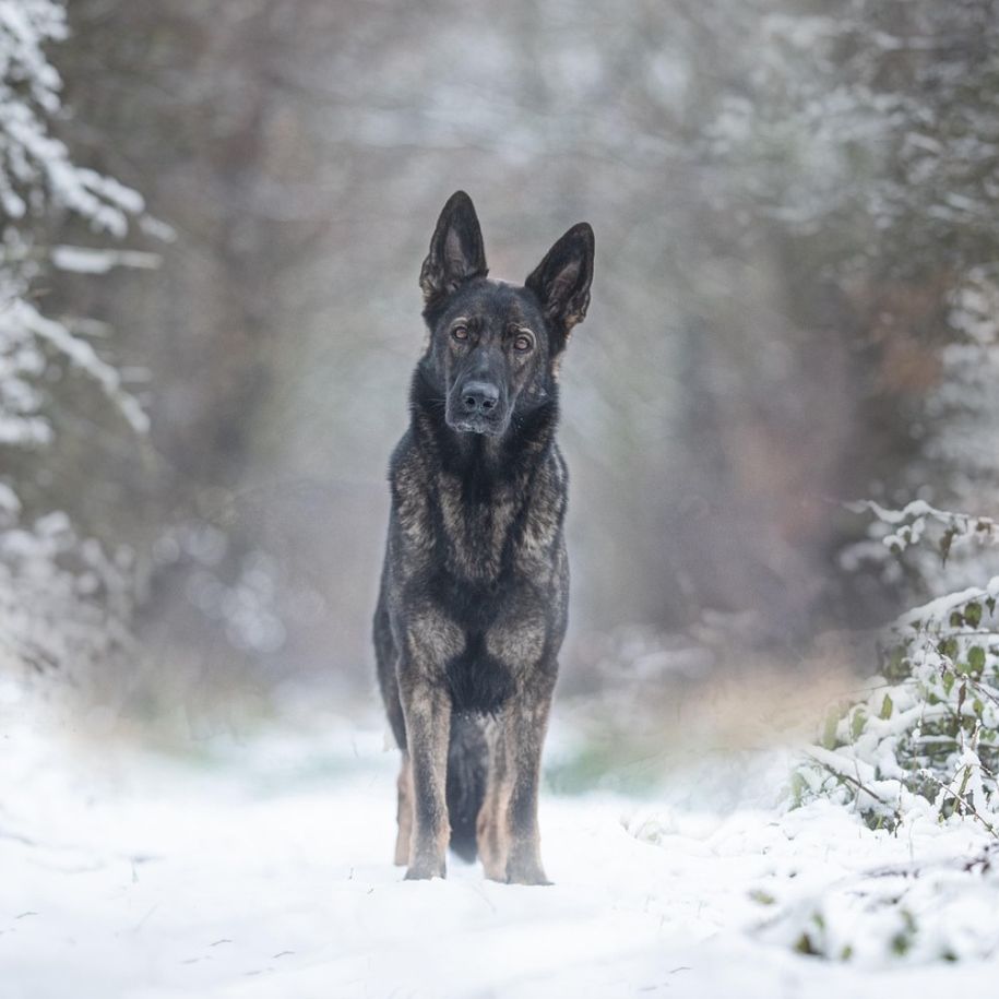 German Shepherd Dog Breed Information and Characteristics