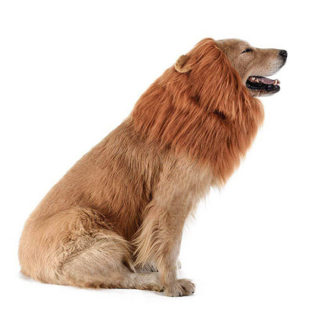 Costume de chien à crinière de lion – Parfait pour Halloween et les occasions amusantes