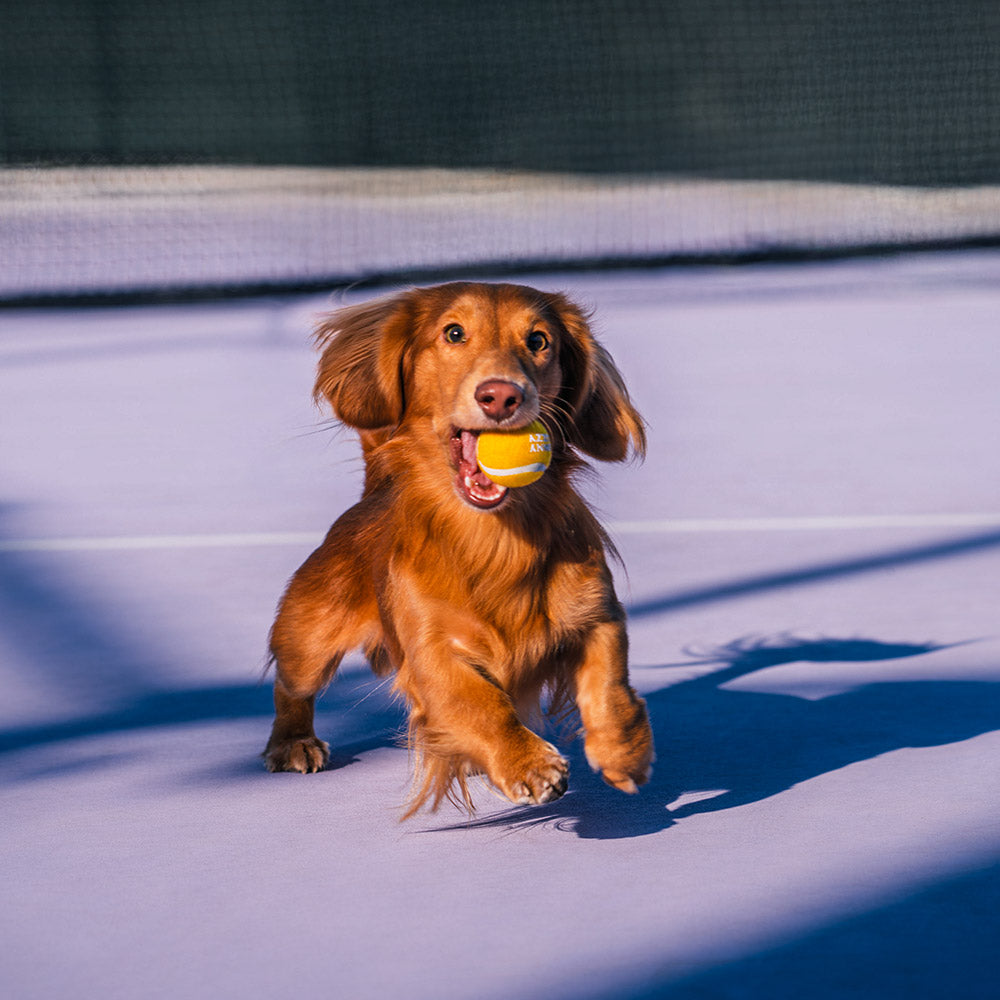 FUNNYFUZZY Tennis Ball Dog Toy - Squeaky & Bounce