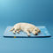 Estera para perros sin deslizamiento de enfriamiento grande - siesta de enfriamiento