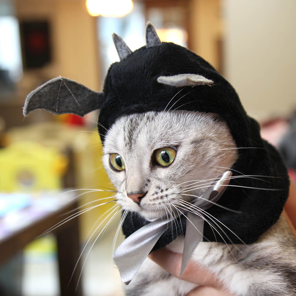 Sombrero para mascota disfraz de Halloween de murciélago unicornio flamenco