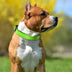 Collar de perro de nylon de seguridad reflectante ajustable