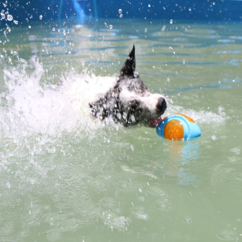 Dog Interactive Chew Toy Outdoor Floating Water Toy