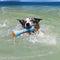 Juguete para perros interactivo juguete al aire libre juguete de agua flotante