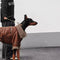 Vintage Flieger-Hundejacke mit Shearling-Futter – warm und stilvoll