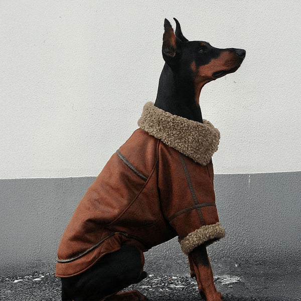 veste pour chien aviateur vintage avec doublure en peau de mouton - Chaude et élégante