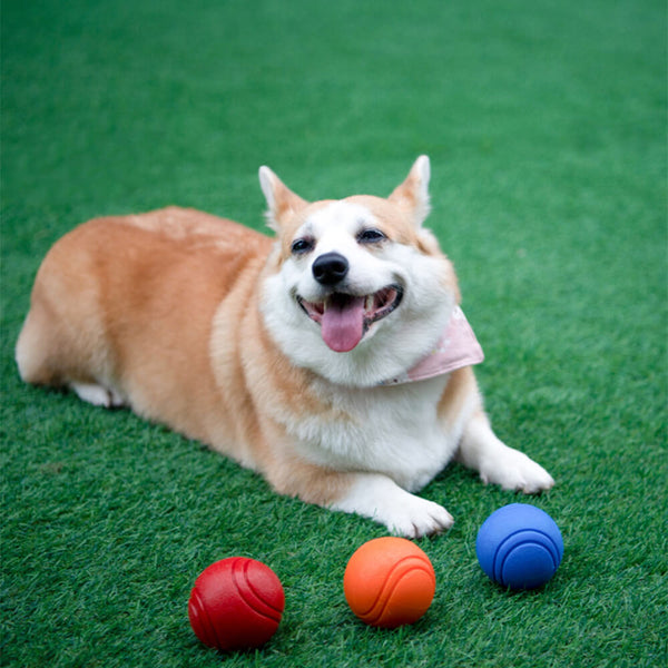 Giocattolo elastico giocattolo a sfera flottante per cani da gallone masticare giocattolo