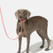 Fashion estampado de nylon liviano collar correa de correa para caminar