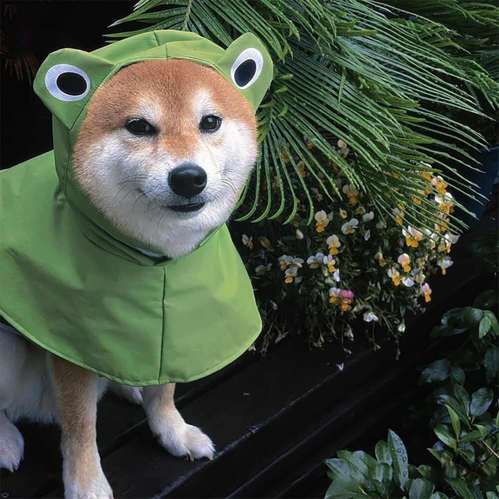 Wasserdichter, leichter Hunde-Poncho-Regenmantel im Frosch-Stil mit Kapuze