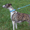Reflektierendes Gewebe, verstellbares Anti-Zug-Hundehalsband und Leine