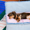Geräumiges, faltbares, multifunktionales Denim-Schlafsofa für Hunde und Katzen