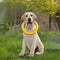 Durable EVA Floating Chew Ring Frisbee Dog Toy