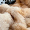 Gradiente de crema de crema Faux Faux Rabbit Fur Cubierta de colchón de lámina CALIENTE