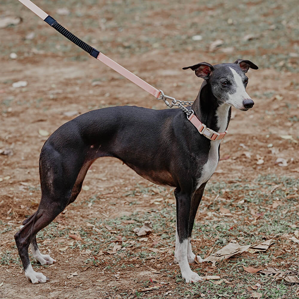 Collar de adiestramiento para perros martingala antitirones Chain Reaction