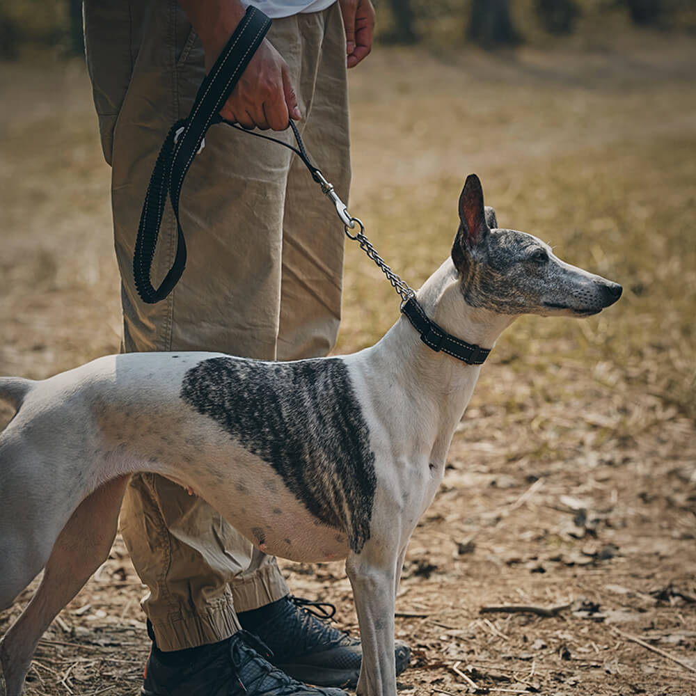 Multifunctional Reflective Anti-Pull Dog Collar and Leash