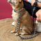 Collar de perros anti-Pull de cuero tejido a mano y set de correa