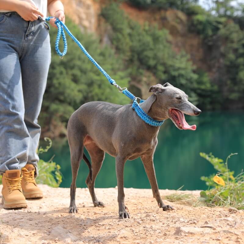 Grand collier et laisse pour chien lumineux anti-traction faits à la main