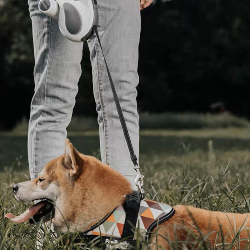 Laisse d'entraînement pour chien, longue et rétractable, accessoires pour chiens, LED