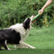 Volante de goma TOY TOY DISCURO DE PARTIVO DEL PERRO