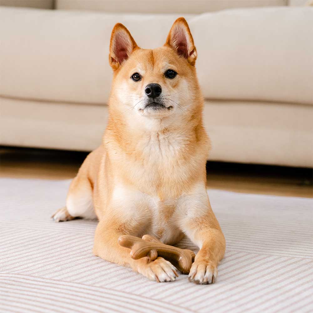 Jouet à mâcher pour chien, os de dentition, aromatisé au bacon