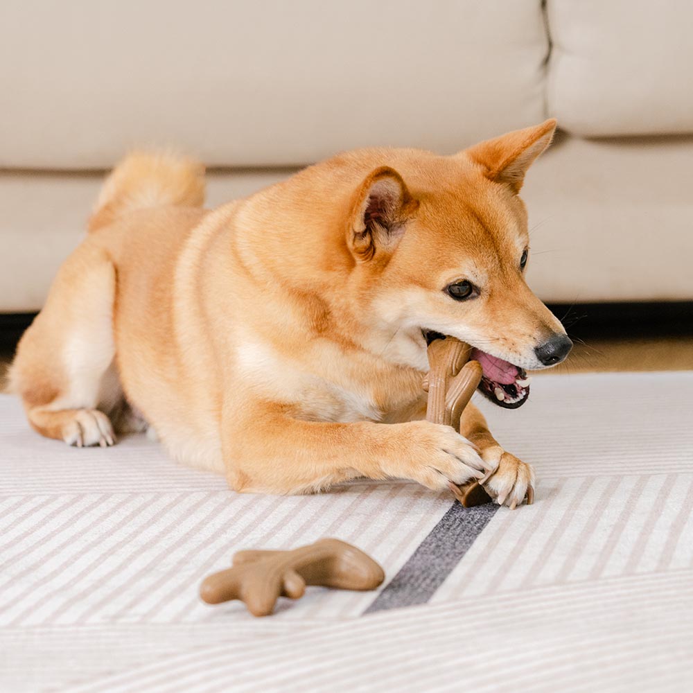 Jouet à mâcher pour chien, os de dentition, aromatisé au bacon