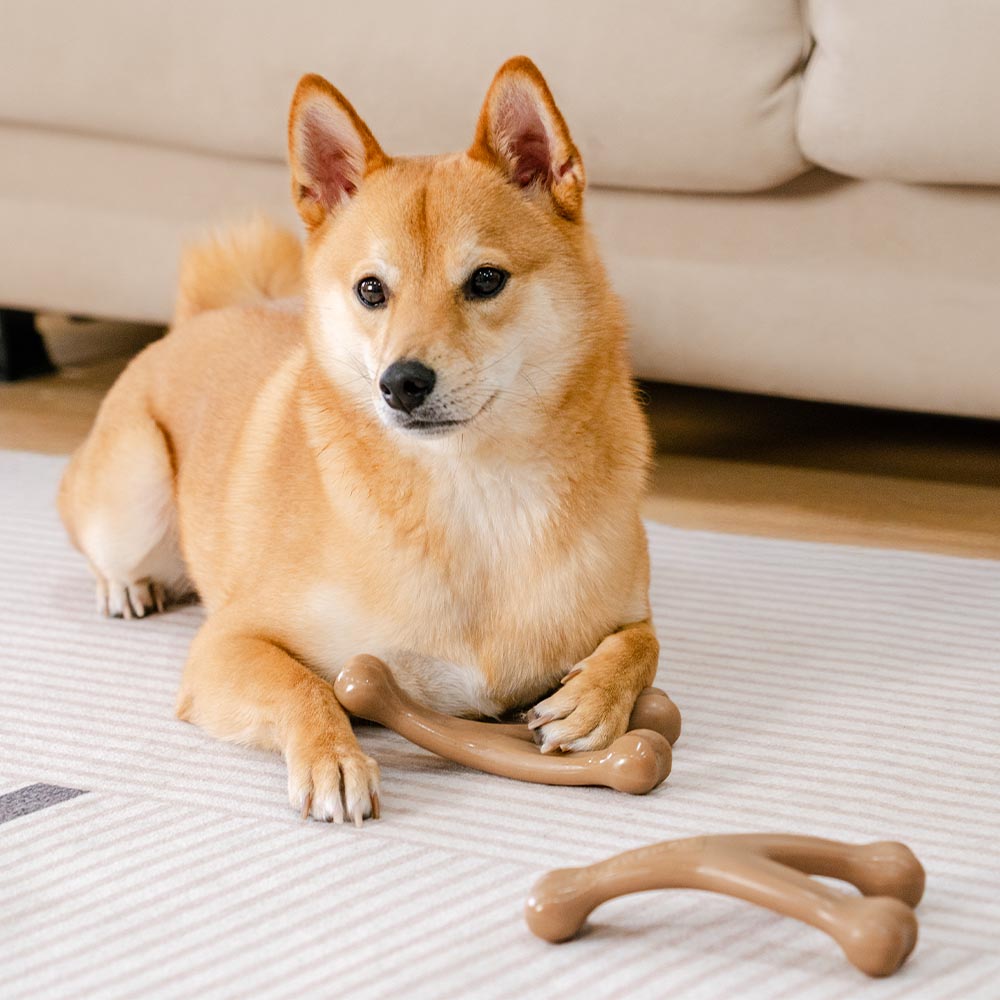 Jouet à mâcher pour chien, os de dentition, aromatisé au bacon