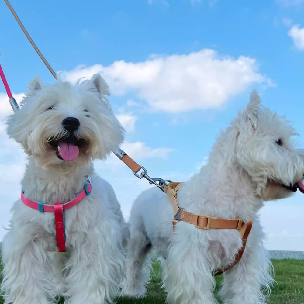 Trendy Color-Block Adjustable Ergonomic Dog Harness And Leash