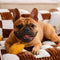 Vintage Schachbrett-Sofa mit orthopädischer Unterstützung, extra großes Hundesofa – King's Sofa