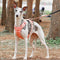 Arnés de perros anti-Pull transpirable para perros impermeable o correa multifuncional