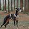 Arnés de perros anti-Pull transpirable para perros impermeable o correa multifuncional