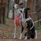 Arnés de perros anti-Pull transpirable para perros impermeable o correa multifuncional