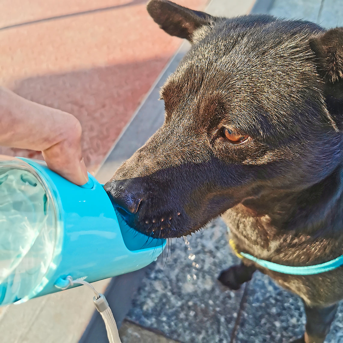 Tragbare Outdoor-Wasserflasche für Hunde