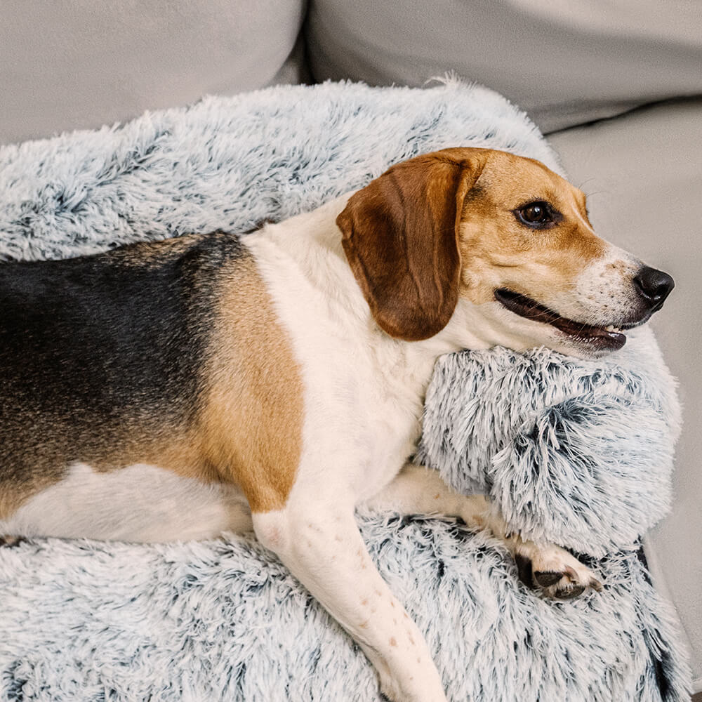 Beruhigendes Möbelschutz-Hundebett – flauschige Rückenlehne