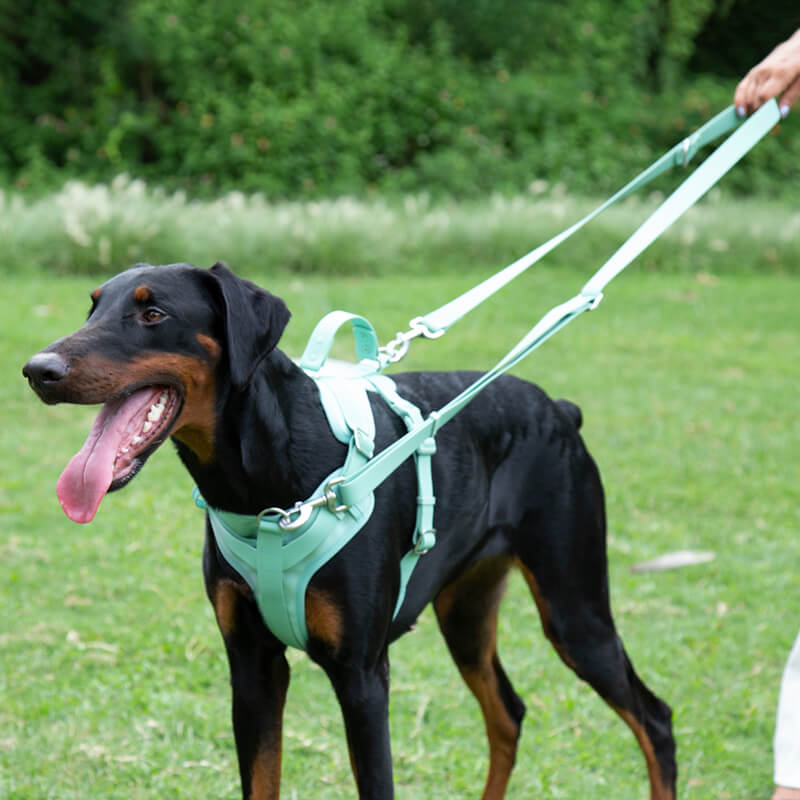 Gummiartiges Hundegeschirr